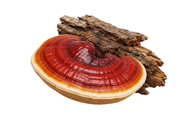 Reishi motif