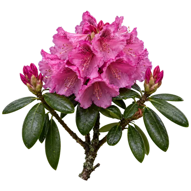 Rhododendron motif