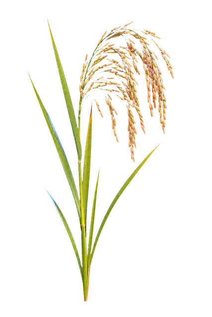 Rice Panicle motif