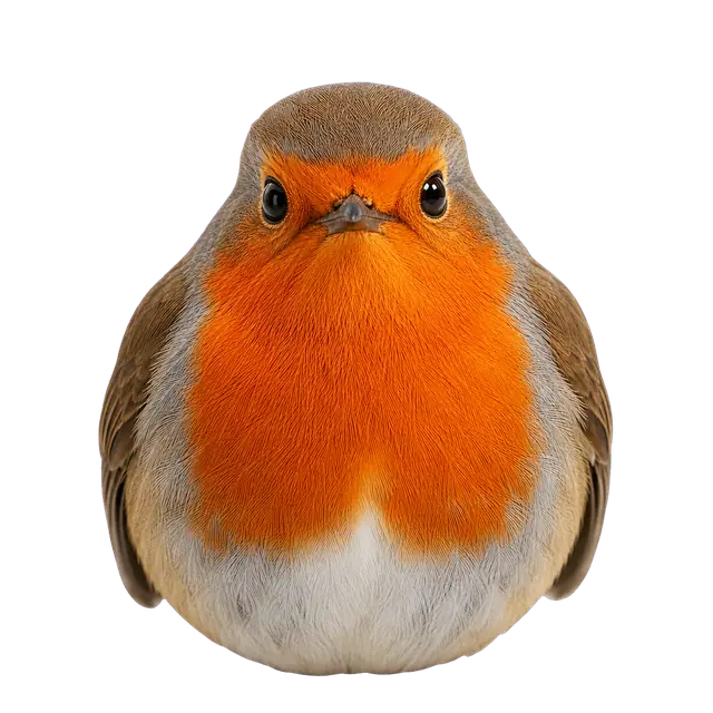 Robin motif