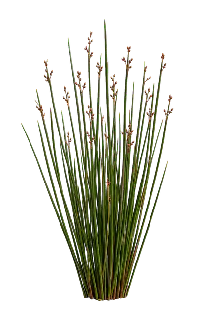 Rush Stems motif