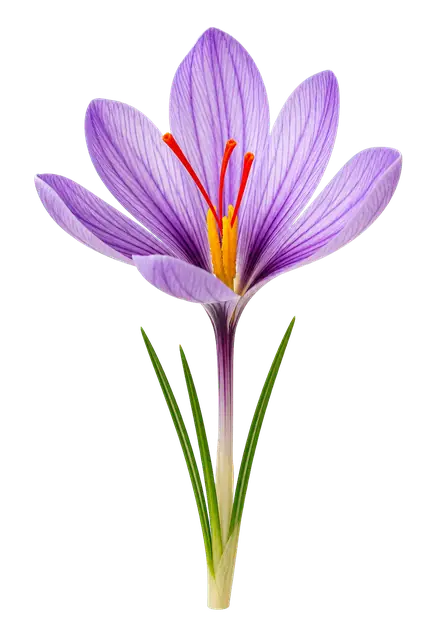 Saffron Crocus motif