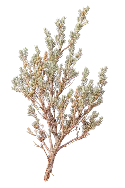 Sagebrush motif