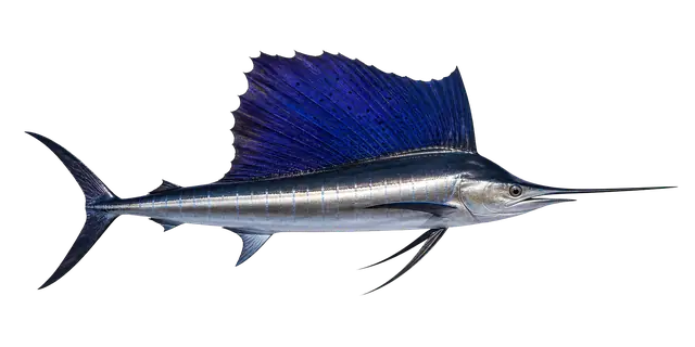 Sailfish motif