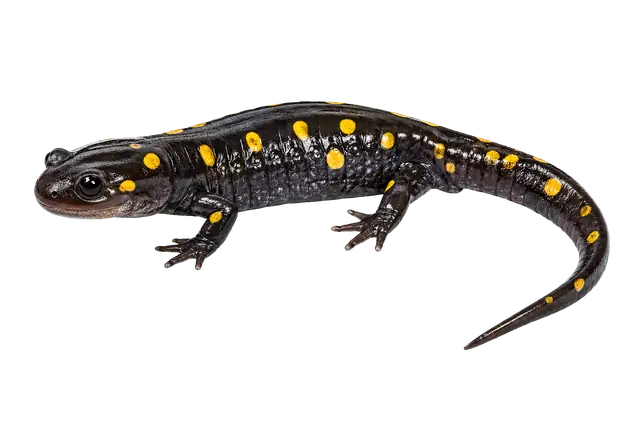 Spotted Salamander motif