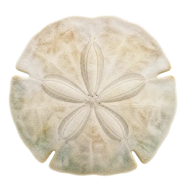 Sand Dollar motif