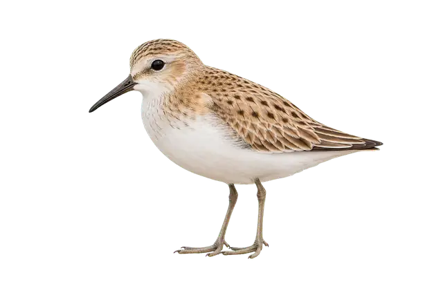 Sandpiper motif