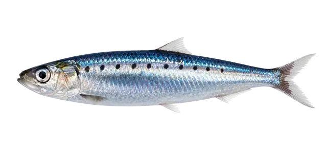 Sardine motif