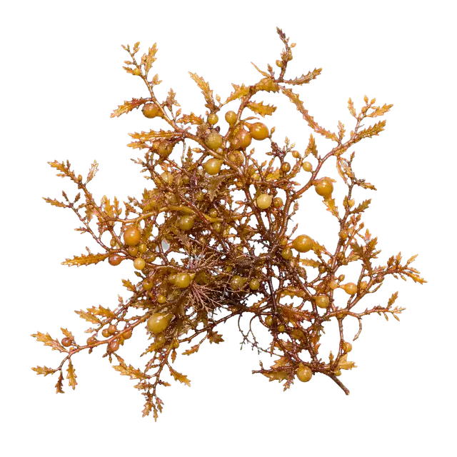 Sargassum motif