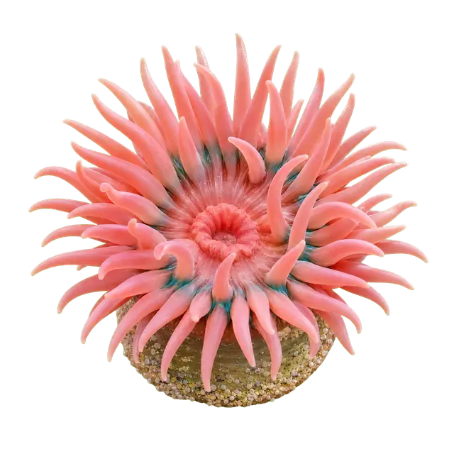 Sea Anemone motif