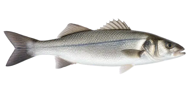 Sea Bass motif