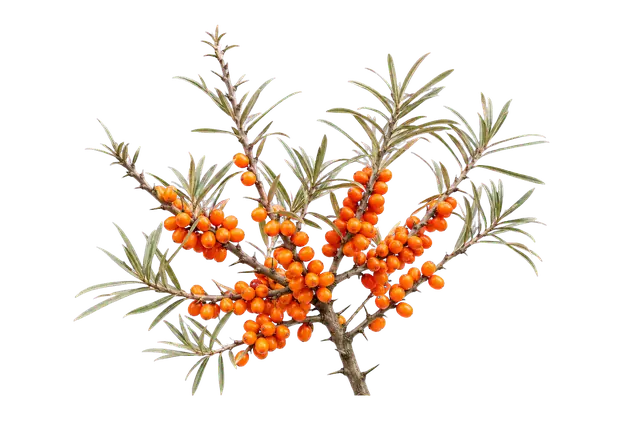 Sea Buckthorn Berries motif