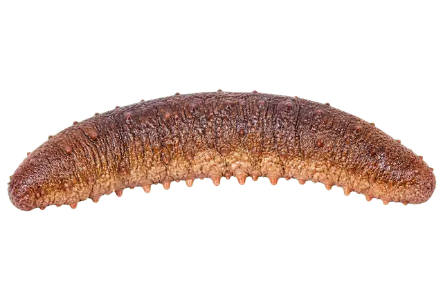 Sea Cucumber motif