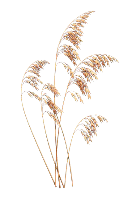 Sea Oats Seed Heads motif