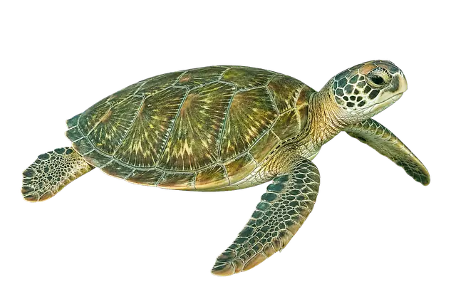 Sea Turtle motif