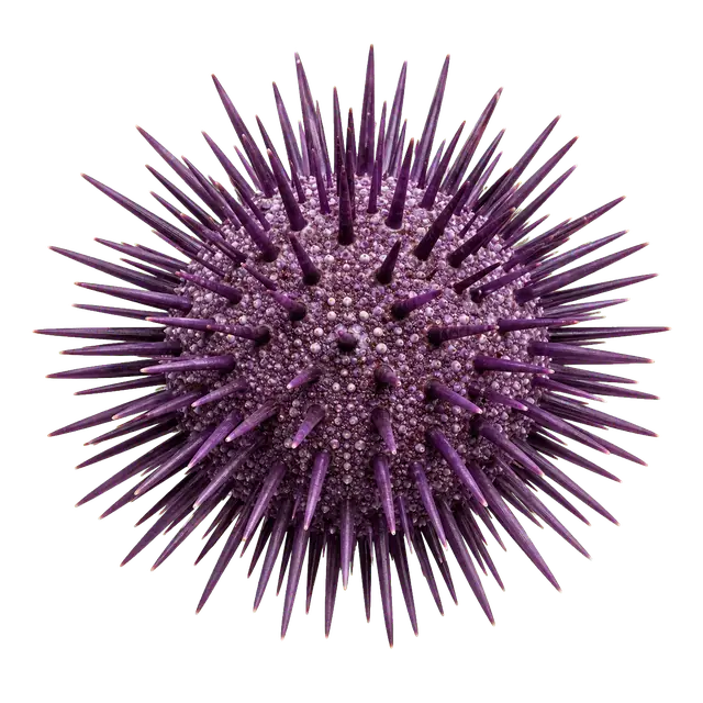 Sea Urchin motif