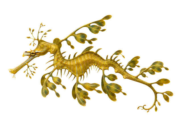 Leafy Seadragon motif