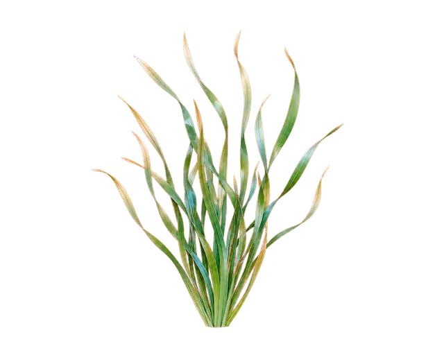 Seagrass Blades motif