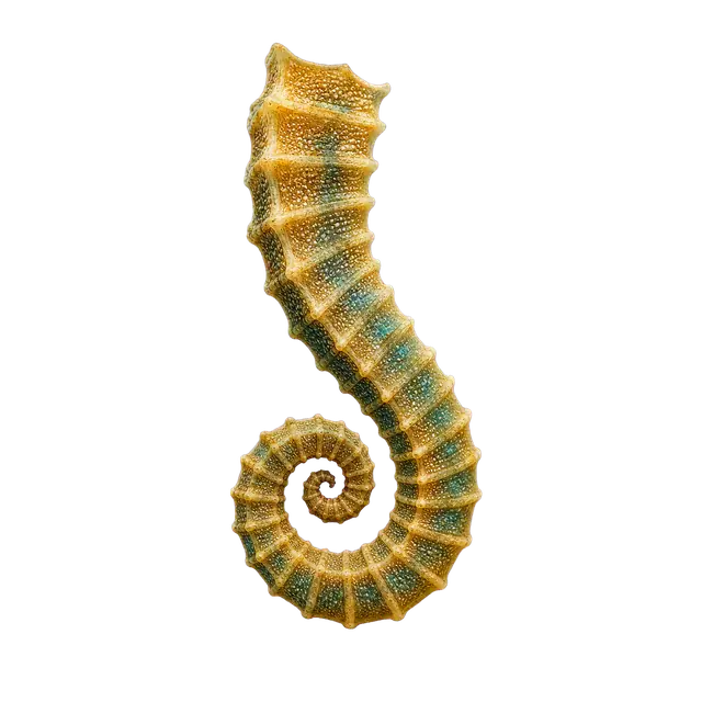 Seahorse Tail motif