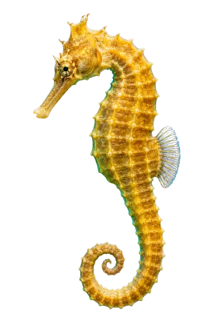 Seahorse motif