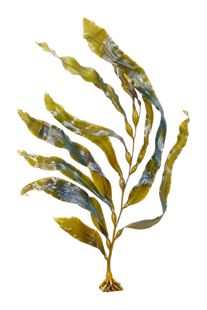 Kelp Frond motif