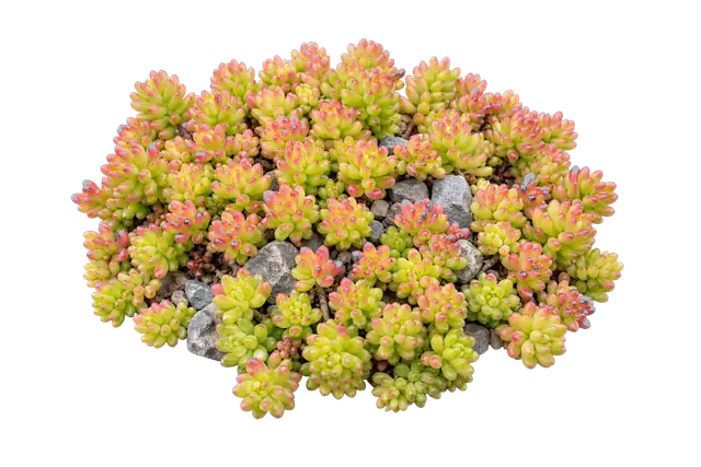 Sedum motif