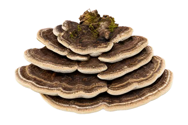 Shelf Fungus motif