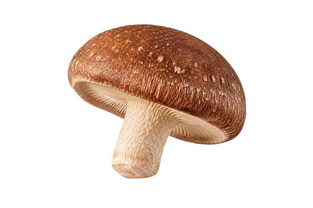 Shiitake motif