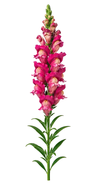 Snapdragon Spike motif