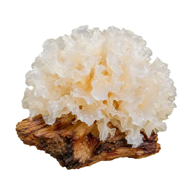 Snow Fungus motif
