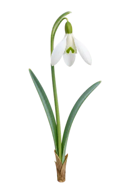Snowdrop motif