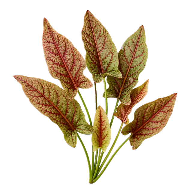 Sorrel motif