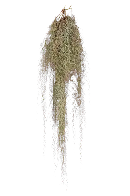 Spanish Moss motif