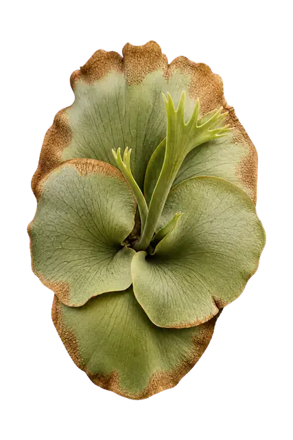 Staghorn Fern motif