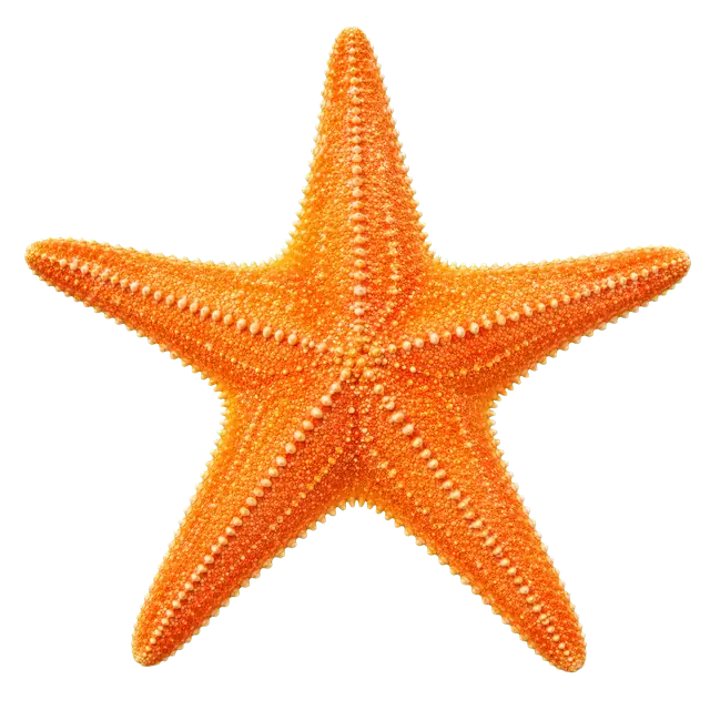 Starfish motif