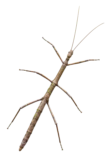 Stick Insect motif