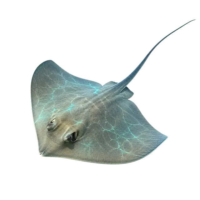 Stingray Silhouette motif