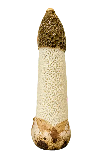 Stinkhorn motif