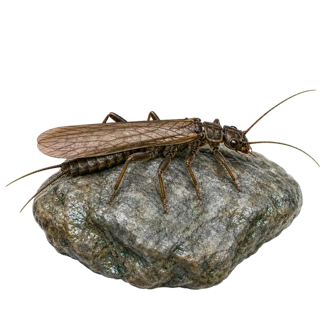Stonefly motif