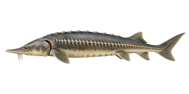 Sturgeon motif