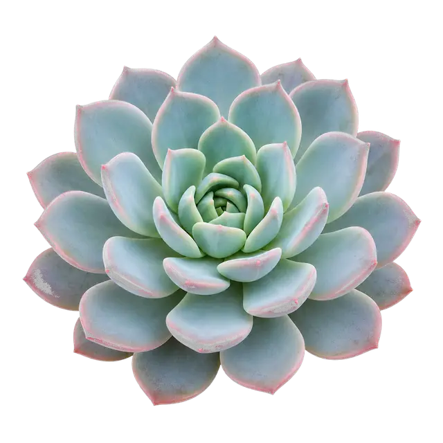 Succulent Rosette motif