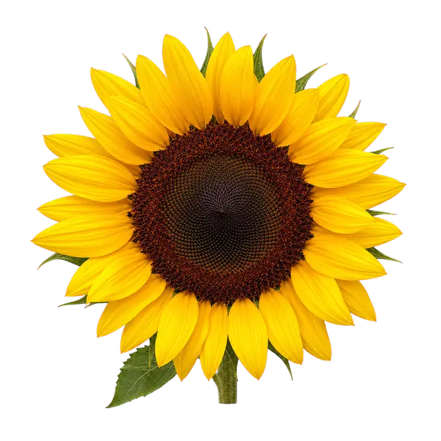 Sunflower Head motif