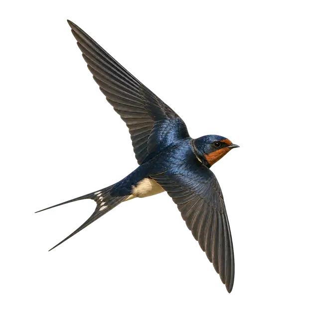 Swallow motif