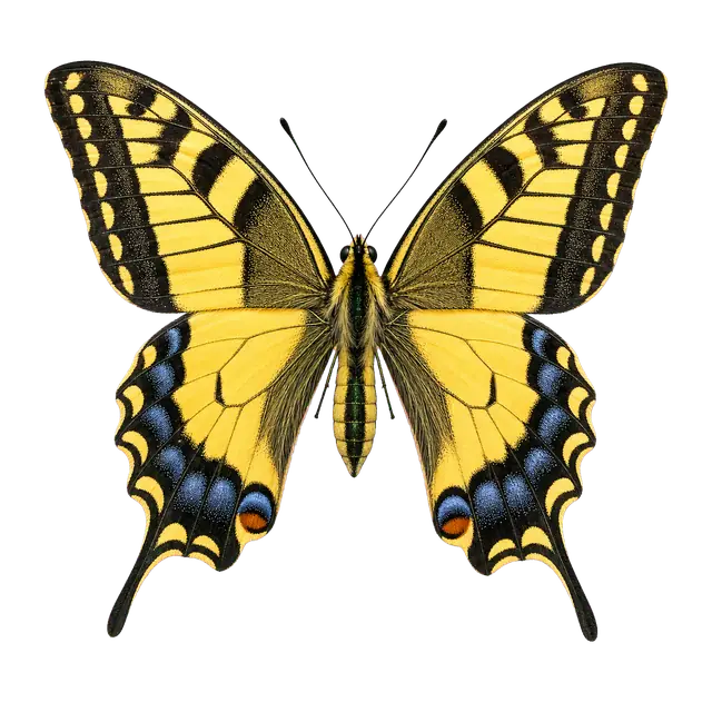 Swallowtail Butterfly motif