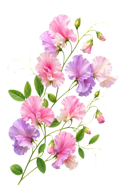 Sweet Pea Blossoms motif