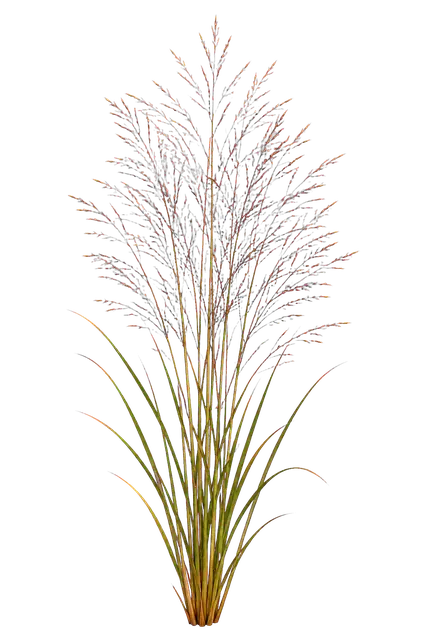 Switchgrass Plume motif