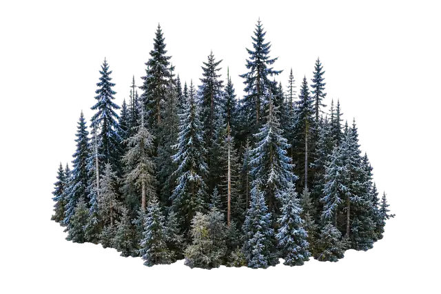 Taiga motif