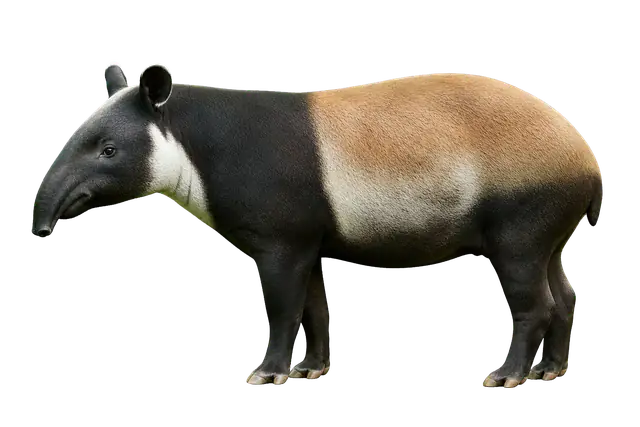 Tapir motif