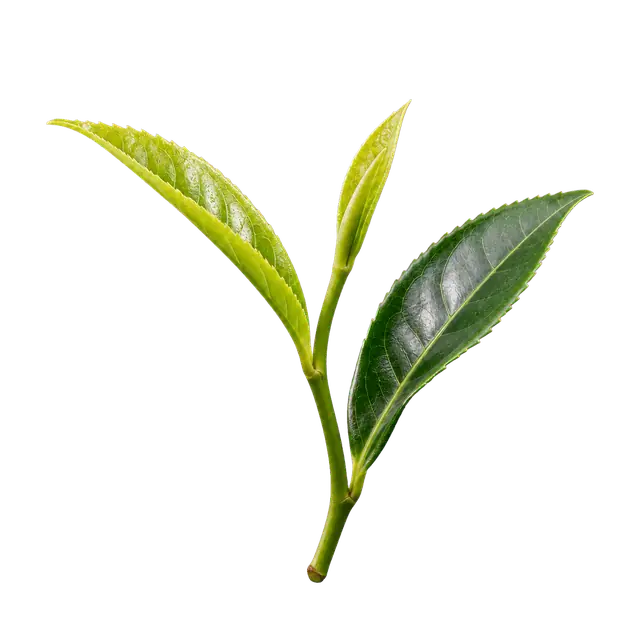 Tea Leaf motif