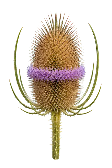 Teasel Seed Head motif
